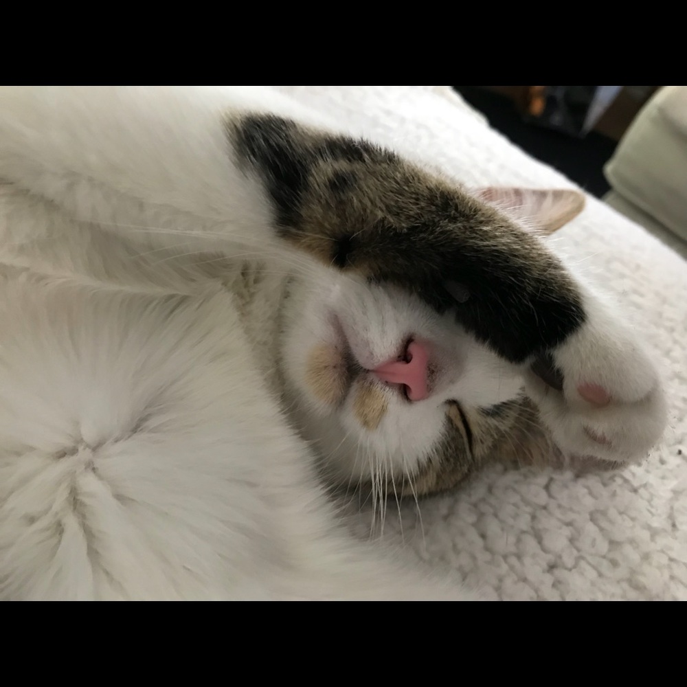 Meet your Posher, Lindsey